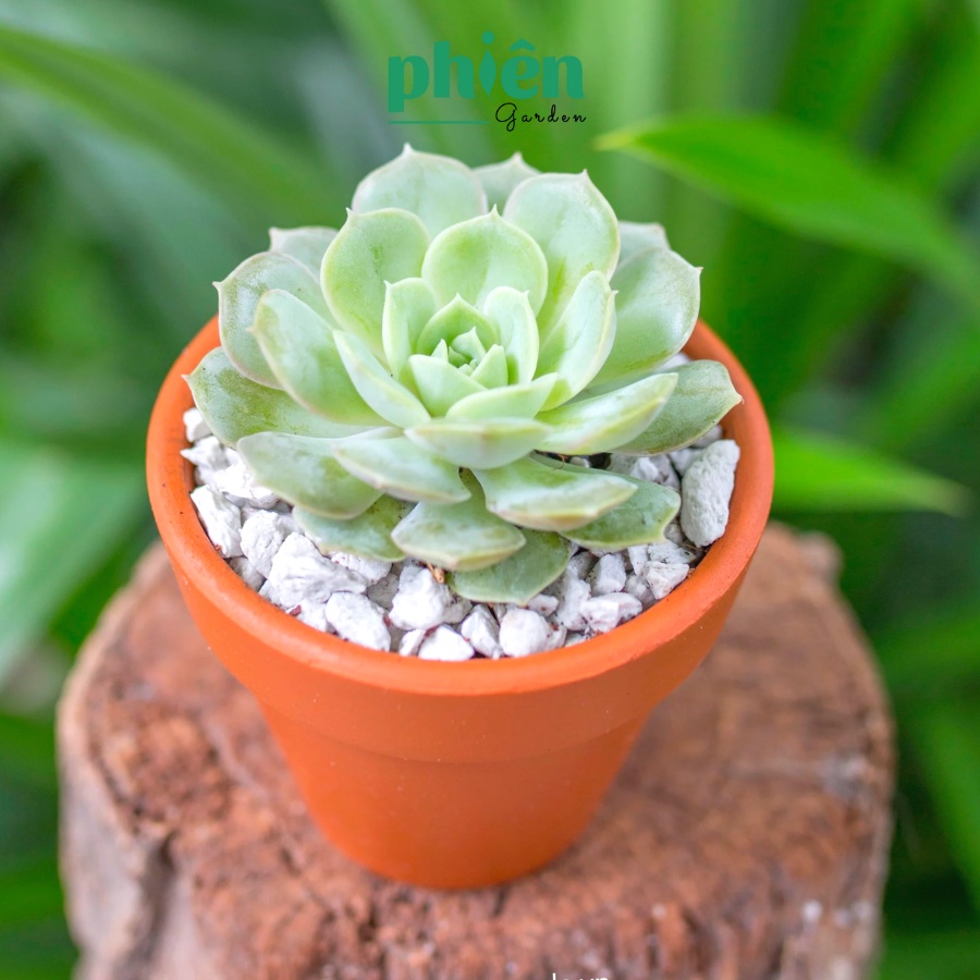 Sen Đá Đà Lạt mini, Sen đá kèm chậu đất nung đẹp để bàn