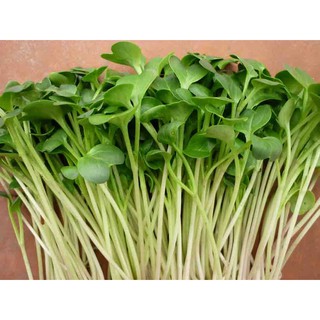 Hạt giống rau mầm củ cải trắng 100g