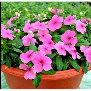 COMBO 2 CÂY GIỐNG DỪA CẠN