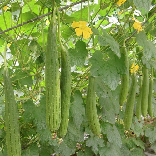 Hạt giống Mướp hương F1 PN-500 Phú Nông - Gói 1g