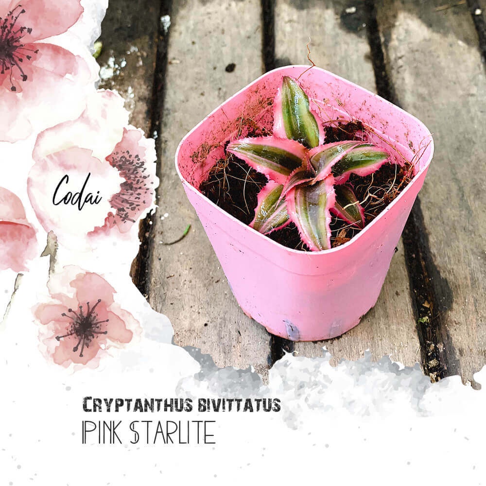 Cây giống Cryptanthus bivittatus Pink Starlite (Dứa cảnh, Nhung Diệp Tiểu Phụng) chậu nhựa