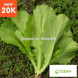 Giống Cải Bẹ Xanh mỡ