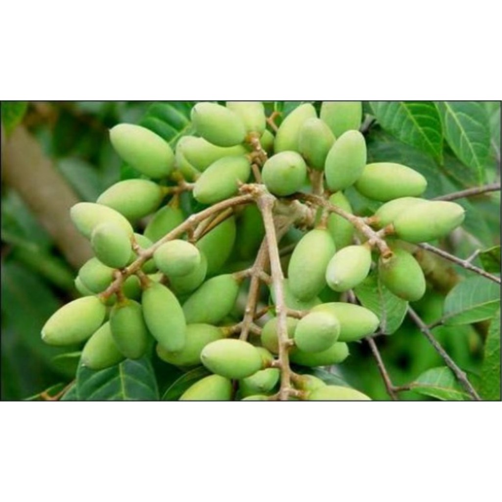 cà na sấy dẽo mekong100gr, chua ngọt/chua cay