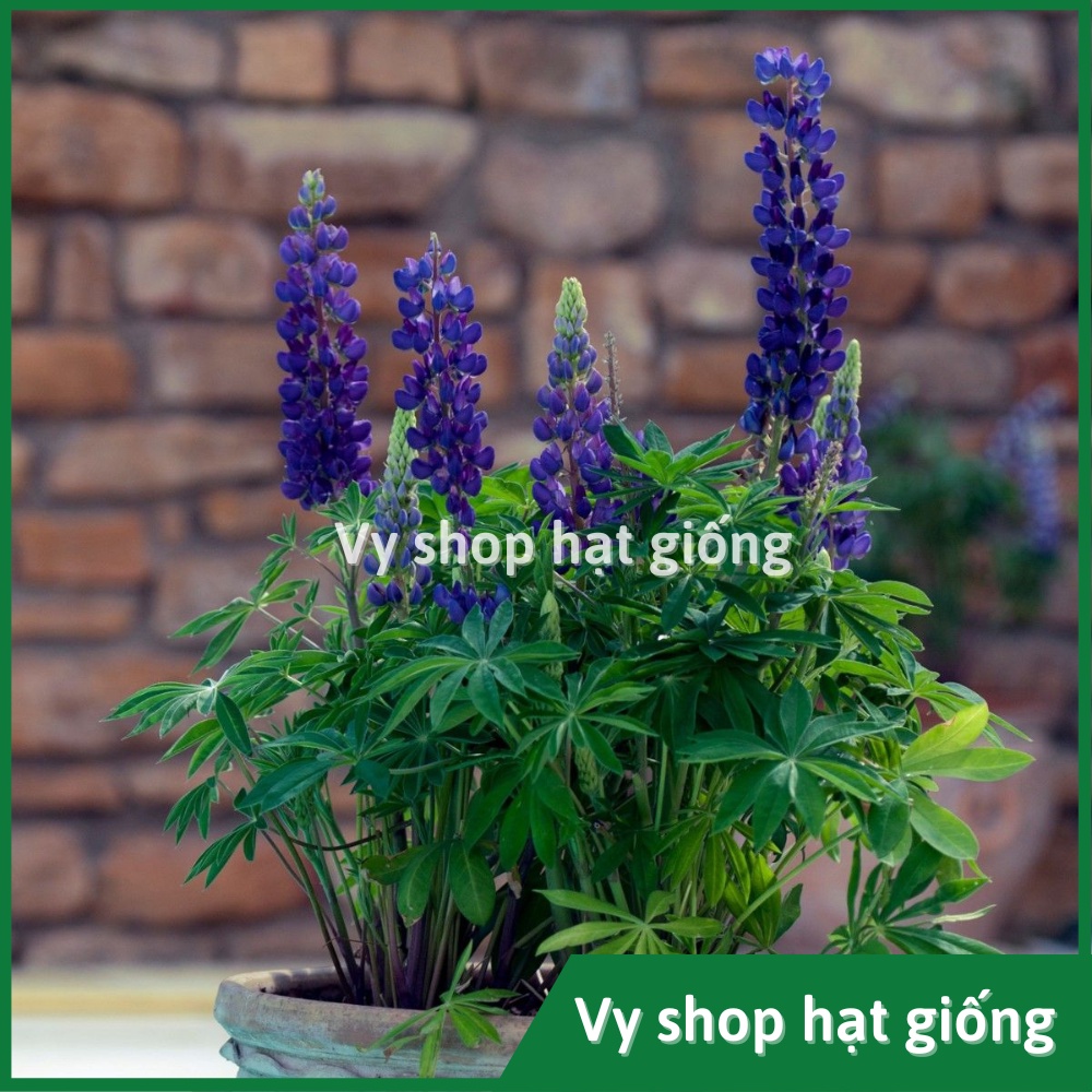 Hạt giống hoa đậu Lupin - Lupinus Micranthus mix màu gói 50 hạt