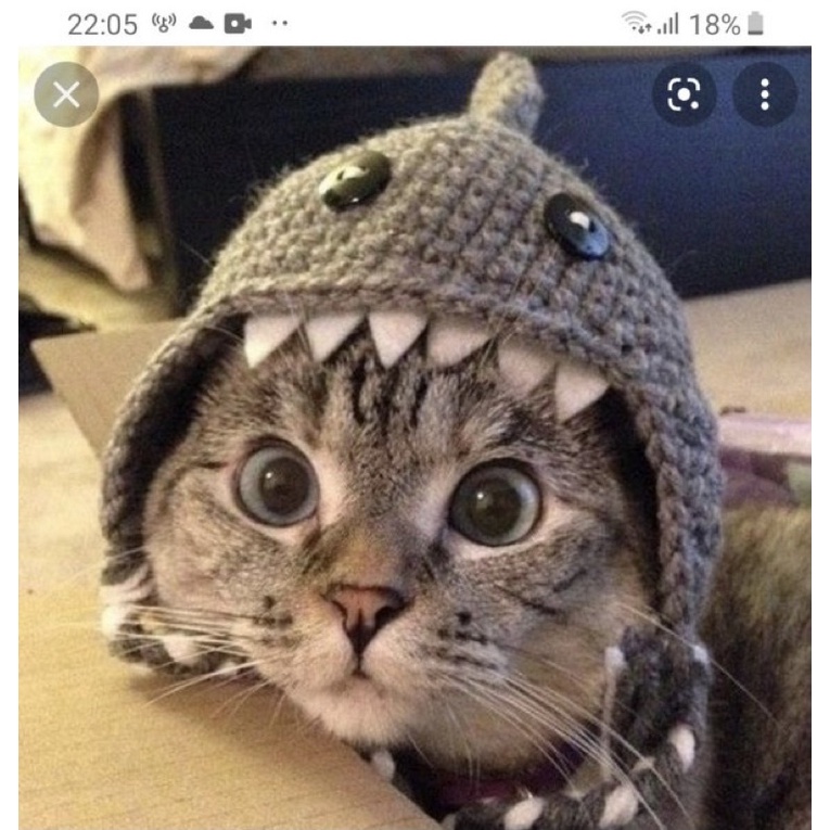 Mũ cá mập cho mèo