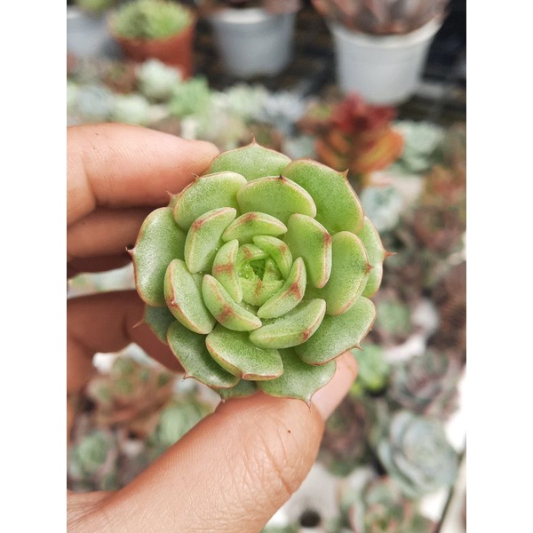sen đá vân mai size 6_8cm🌵hư 1 đổi 1