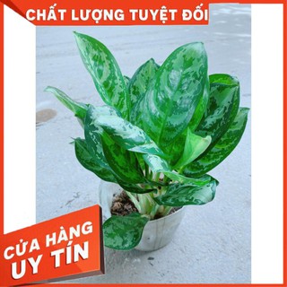 Cây Ngân Hậu