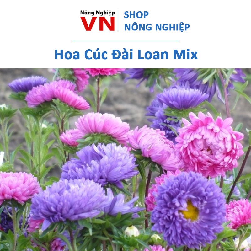 50H - hạt giống hoa cúc đài loan