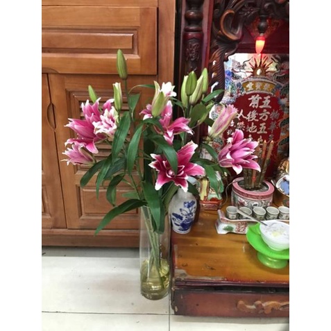 Combo 50 Gói chất dưỡng hoa tươi lâu Floralife từ Mỹ không hôi nước - 50 gói