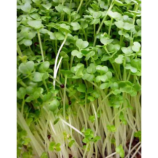 hạt giống mầm cải đỏ,trắng dễ trồng nhiều khoáng chất ,nhanh thu hoạch