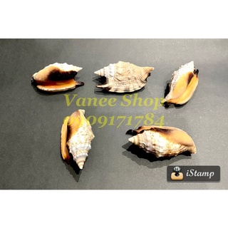 Vỏ ốc nhảy cánh én