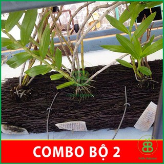 Combo 2 Dớn Bảng , Trồng, Ươm, Chiết Lan Đã Qua Xử Lý - Set 2 Tấm