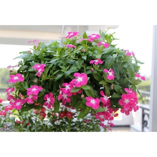 Dừa cạn rủ bắt đầu ra hoa.1 bầu 2 cây hình 2
