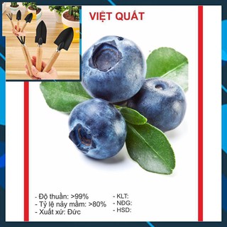 Hạt Giống Việt Quất 30 Hạt TẶNG BỘ LÀM VƯƠN MINI