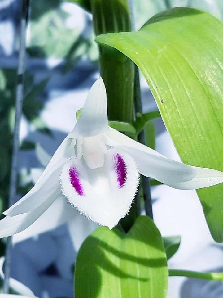 Phong lan phi điệp 5ct phú thọ