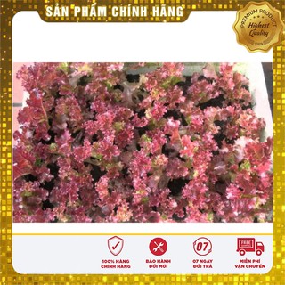 Hạt Giống Rau Xà Lách Xoăn Tím - 1gr