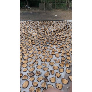CÂY GẮM ( Vương Tôn)