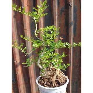 Cần thăng bonsai rể quái