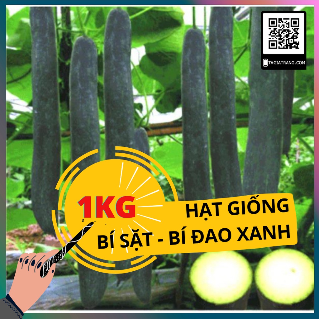 1KG Hạt giống bí đao xanh (bí sặt - bí xanh) cao sản