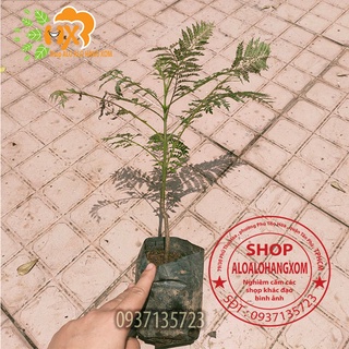 combo 5 cây phượng tím cây giống