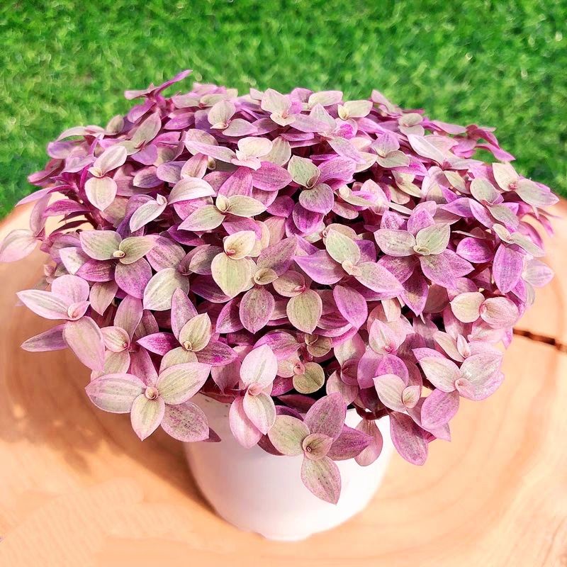 SEN ĐÁ PINK LADY / THÀI LÀI TÍM 10-12CM