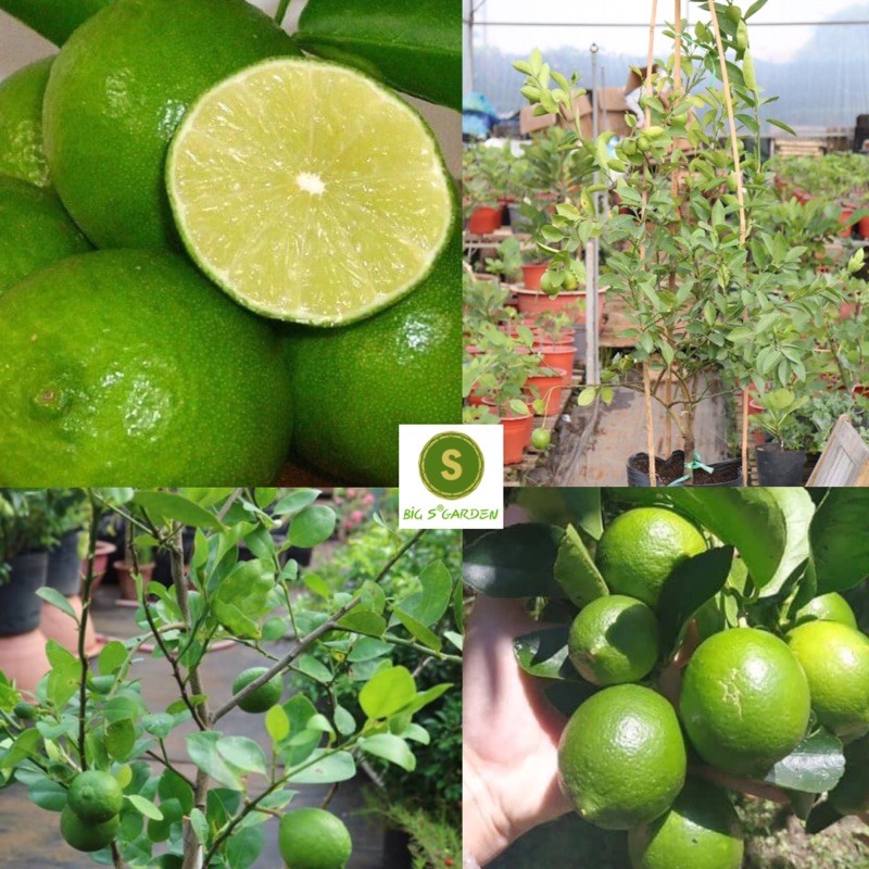 Cây Chanh Giấy Bầu Lớn Siêu Trái