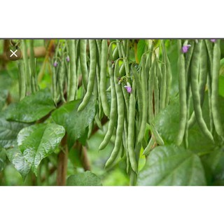 Hạt giống đậu Cove hạt đen dạng leo - gói 20 gram