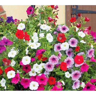 Hạt Giống Dạ Yến Thảo