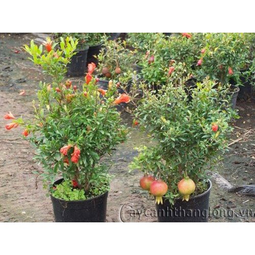 Hạt giống Lựu đỏ lùn