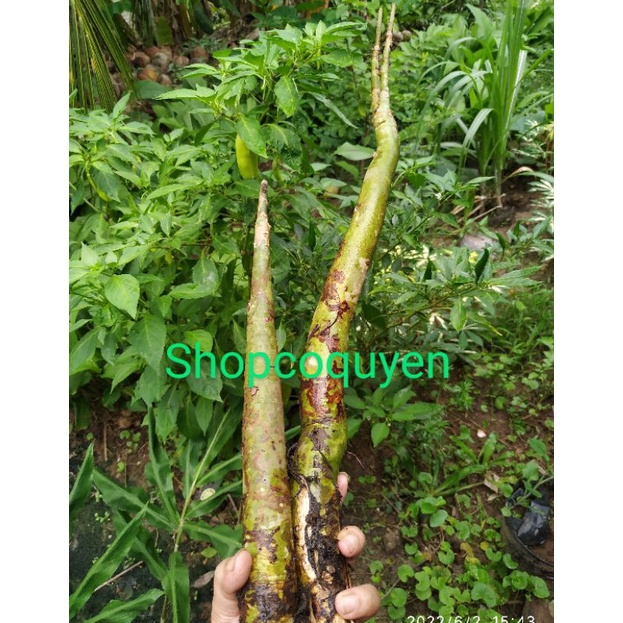 Cậc bần 1 ký tươi