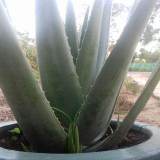 Cây nha đam giống Mỹ