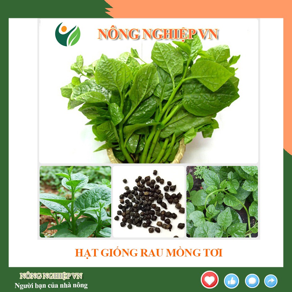 Hạt giống rau Mồng tơi