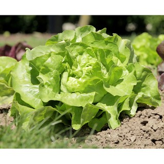 Gói 2g hạt giống xà lách Minetto - hạt mới, nảy mầm tốt - Nanuseeds