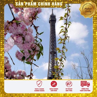Hạt giống cây hoa Anh Đào Nhật