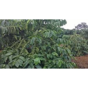 HẠT GIỐNG CÀ PHÊ DÂY THUẬN AN
