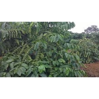 Hạt giống cà phê dây thuận an