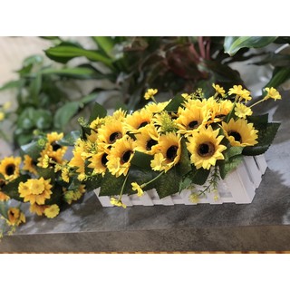hàng rào hoa hướng dương đẹp