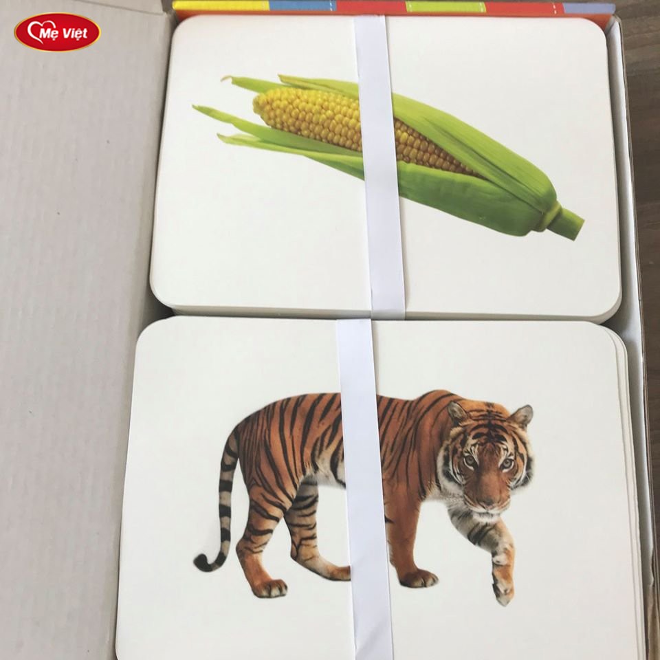 Combo Bộ Thẻ Học Toán  + Thế Giới Xung Quanh Nâng Cao Chuẩn Flashcard Glenn Doman