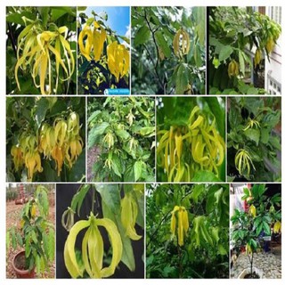 BẦU CÂY GIỐNG HOA DẺ THƠM