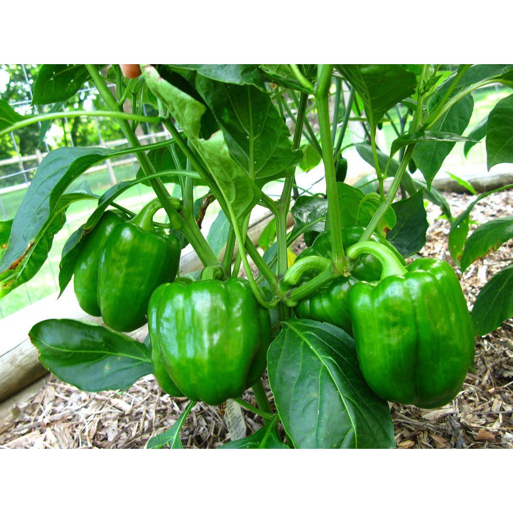 Hạt giống Ớt Ngọt F1