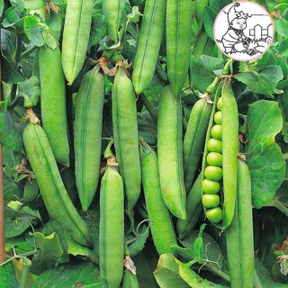 HẠT ĐẬU HÀ LAN - GÓI 20 GRAM