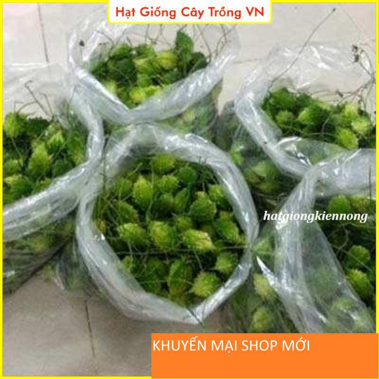 Hạt giống Khổ Qua Rừng Dễ Trồng - Gói 10 Hạt khuyến mại shop mới