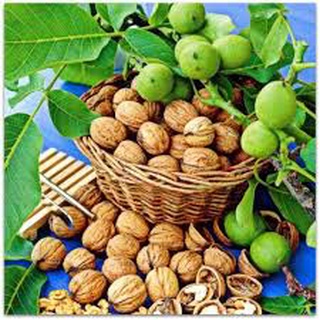 Óc Chó cho quả siêu to ,siêu nhiều quả mang lại hiệu quả kinh tế cao chuẩn cây giống F1