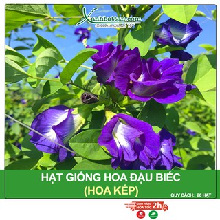 Hạt giống hoa đậu biếc kép, dễ trồng - cho nhiều hoa gói 20 hạt