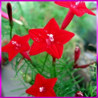 Hạt giống hoa tóc tiên đỏ