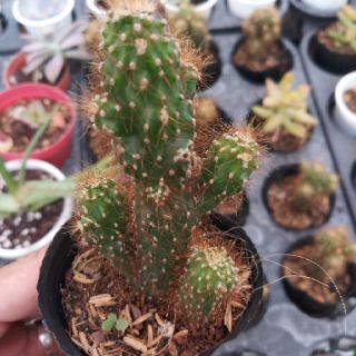 Sương rồng trụ cổ