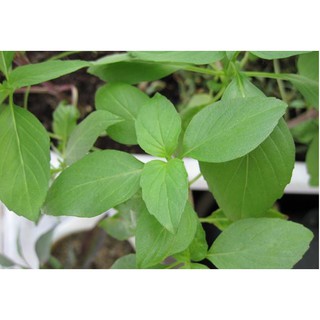 Cây Lá É - Chậu Rau