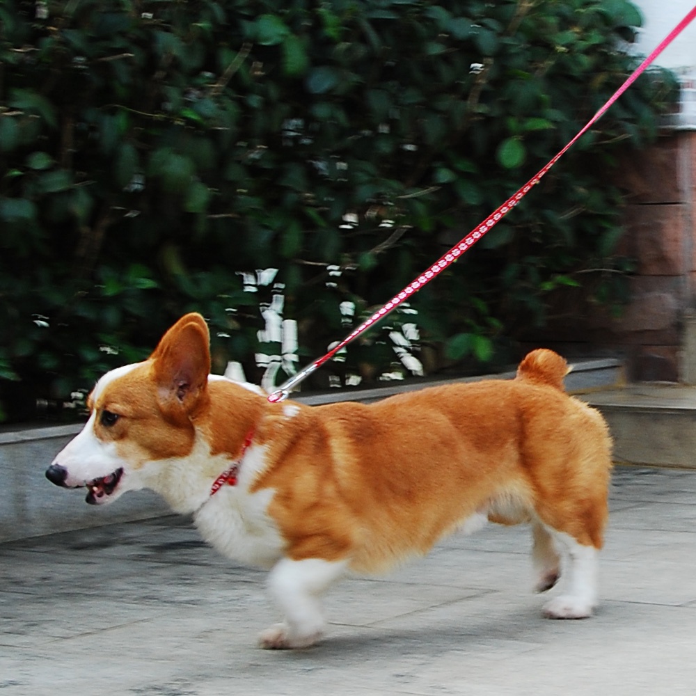 Dây Đeo Cổ Thú Cưng Họa Tiết Hoạt Hình