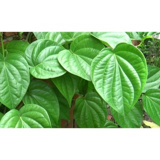 Lá Trầu Không khô sạch sẽ