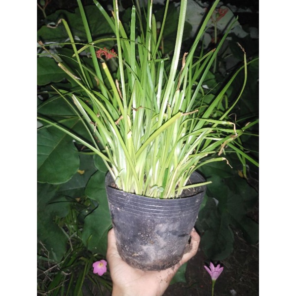 Chậu hoa huệ mưa